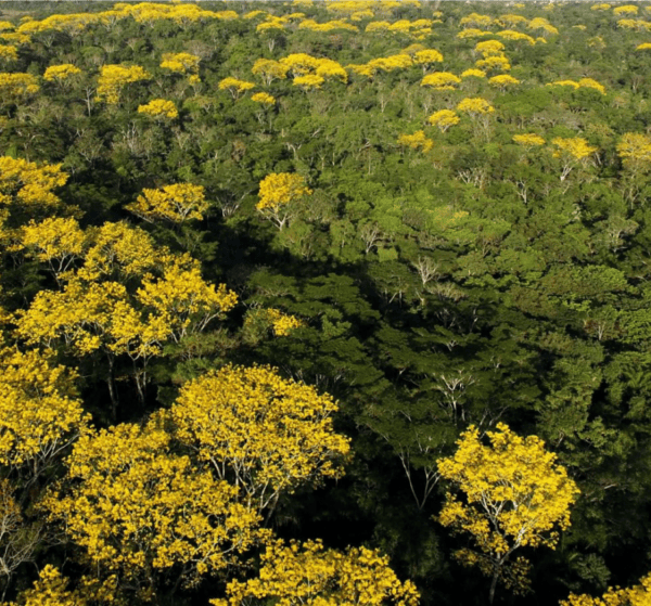 Governo do Acre apresenta documento para obtenção de padrão de excelência em geração de créditos de carbono de alta integridade