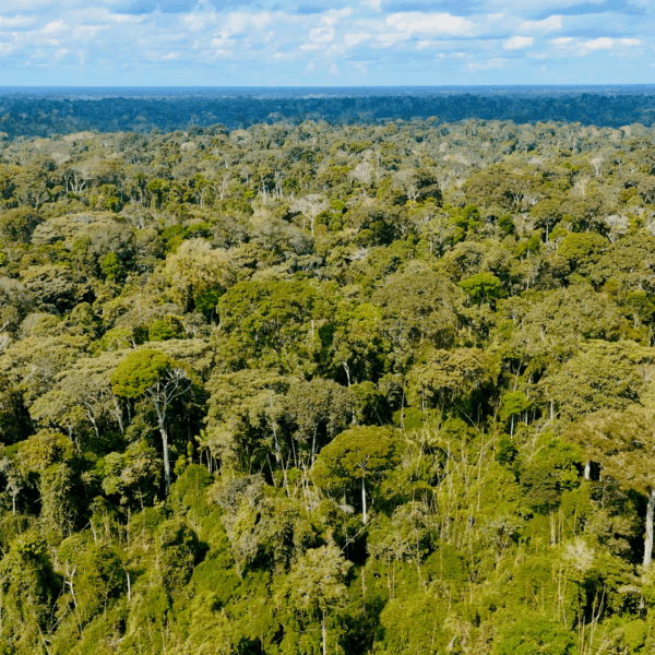 Acre registra redução de 27,62% no desmatamento e cumpre metas anuais do Plano de Prevenção e Controle do Desmatamento e Queimadas