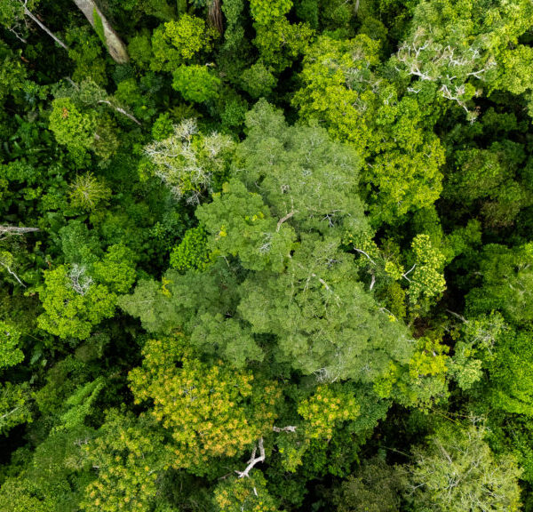 Acre supera meta de controle do desmatamento prevista para o ano florestal 2025 e reforça ações integradas de combate aos ilícitos ambientais